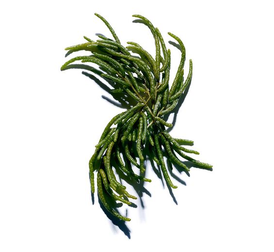 海蓬子-有機海蓬子萃取-Salicornia herbacea extract