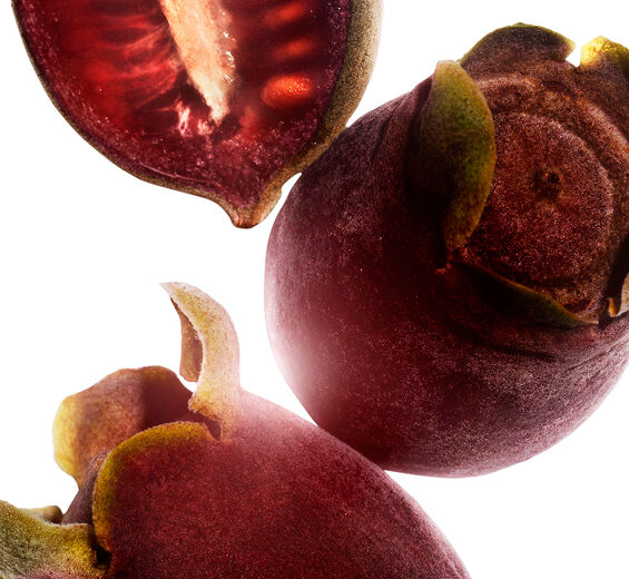 桃金娘-桃金娘萃取-Rhodomyrtus tomentosa fruit extract