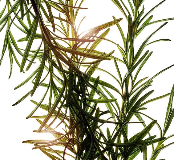 迷迭香-迷迭香萃取-Rosmarinus officinalis (rosemary) leaf extract