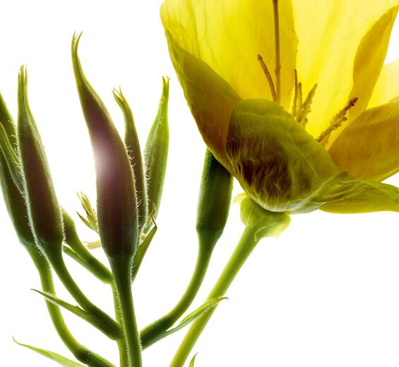 月見草-月見草萃取(有機植物)-Oenothera Biennis (Evening Primrose) Flower/Leaf/Stem Extract