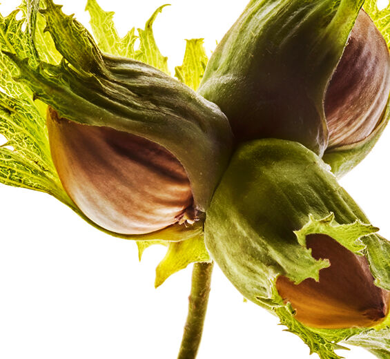 榛子樹-有機榛子油-Corylus avellana (hazel) seed oil