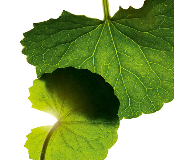 積雪草-積雪草苷-Asiaticoside