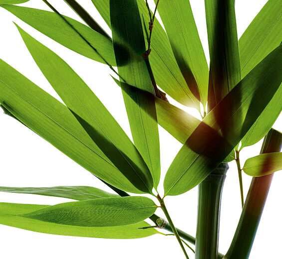 Bamboo-Bamboo powder-Bambusa arundinacea stem extract