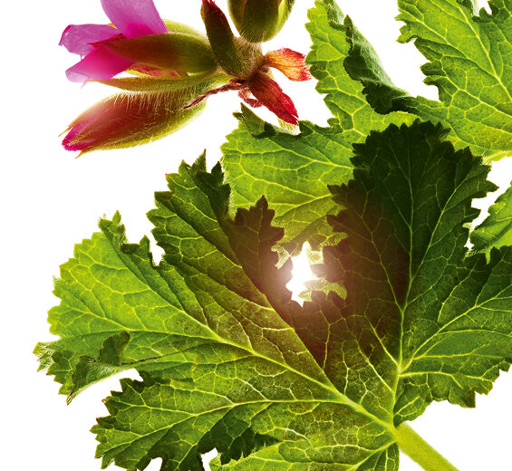 香葉天竺葵-香葉天竺葵精油-Pelargonium graveolens flower oil