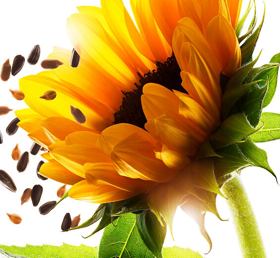 向日葵-有機向日葵不皂化物-Helianthus annuus (sunflower) seed oil unsaponifiables