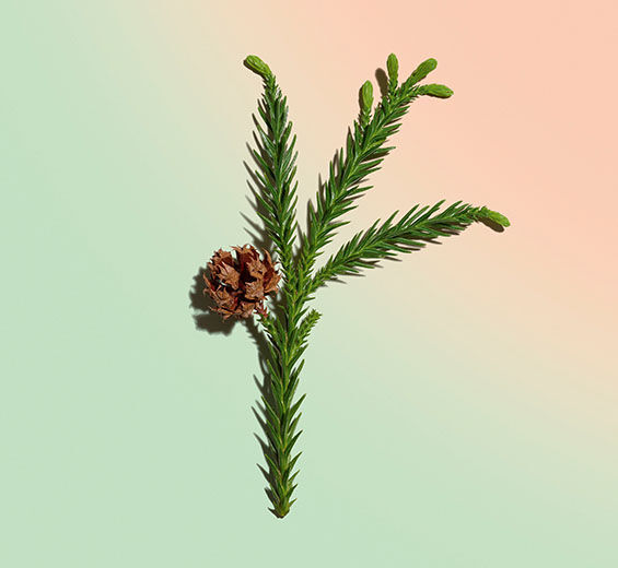 柳杉-有機柳杉萃取-Cryptomeria japonica bud extract