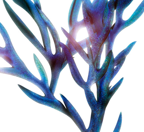 Iridescent cystoseira-Organic iridescent cystoseira seaweed extract-Cystoseira tamariscifolia extract