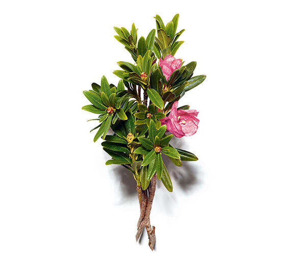 阿爾卑斯玫瑰-阿爾卑斯玫瑰萃取-Rhododendron ferrugineum extract