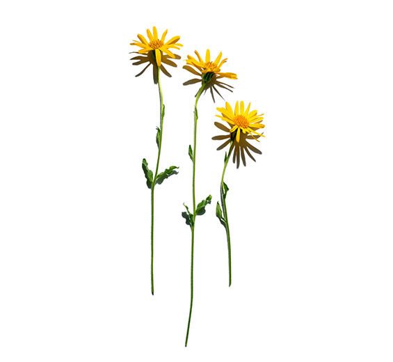 山金車-山金車萃取-Arnica montana flower extract
