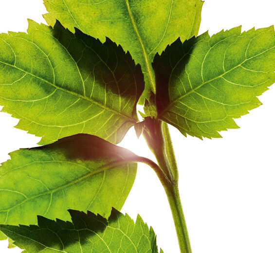 廣藿香-廣藿香精油-Pogostemon cablin oil