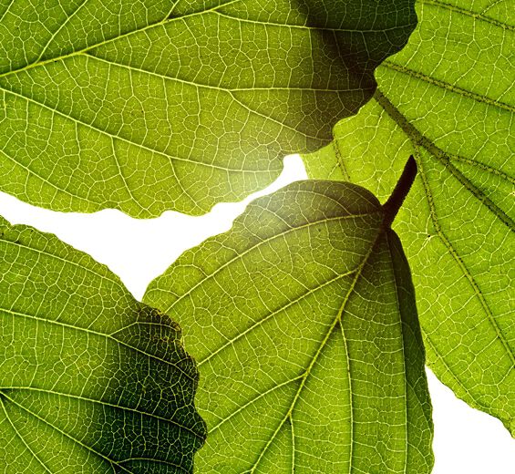 金縷梅-金縷梅萃取-Hamamelis virginiana (witch hazel) leaf extract