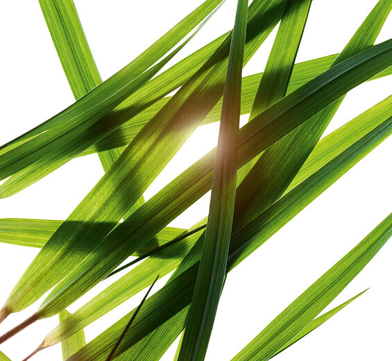 野牛草-野牛草萃取-Hierochloe odorata extract