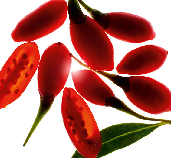 杞子-有機杞子萃取-Lycium barbarum fruit extract