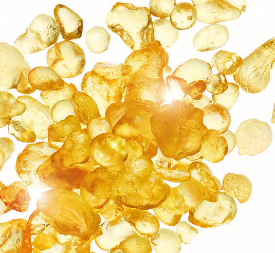 乳香灌木-乳香萃取-Pistacia lentiscus (mastic) gum