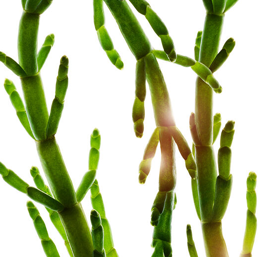 海蓬子-有機海蓬子萃取-Salicornia herbacea extract