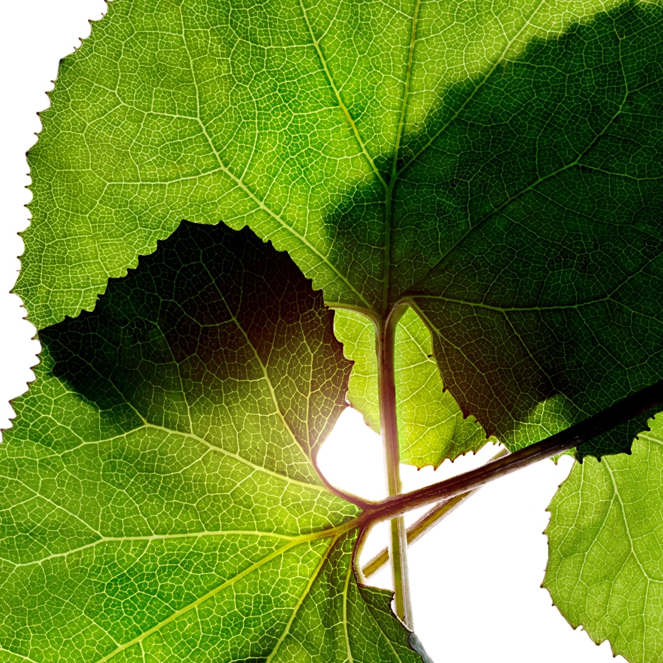 蜂斗菜-有機蜂斗菜萃取-Petasites hybridus leaf extract