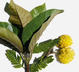 Organic harungana and cassie flower