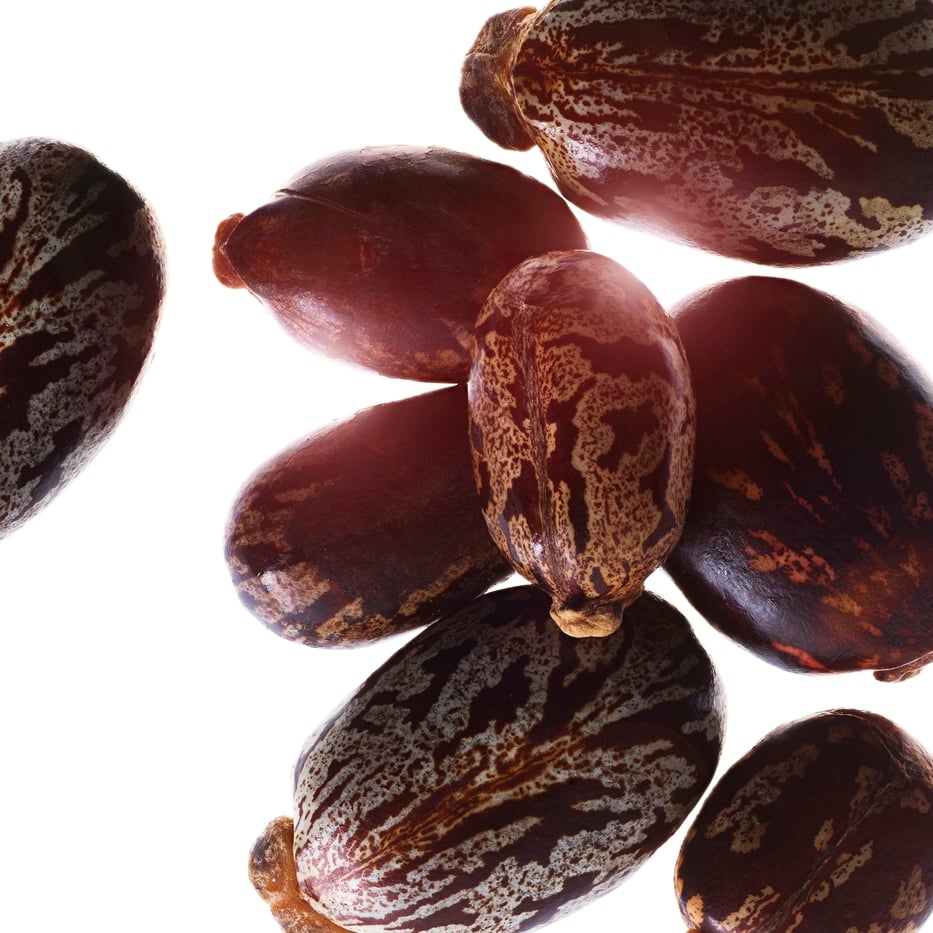 蓖麻子-有機蓖麻子油-Ricinus communis (castor) seed oil