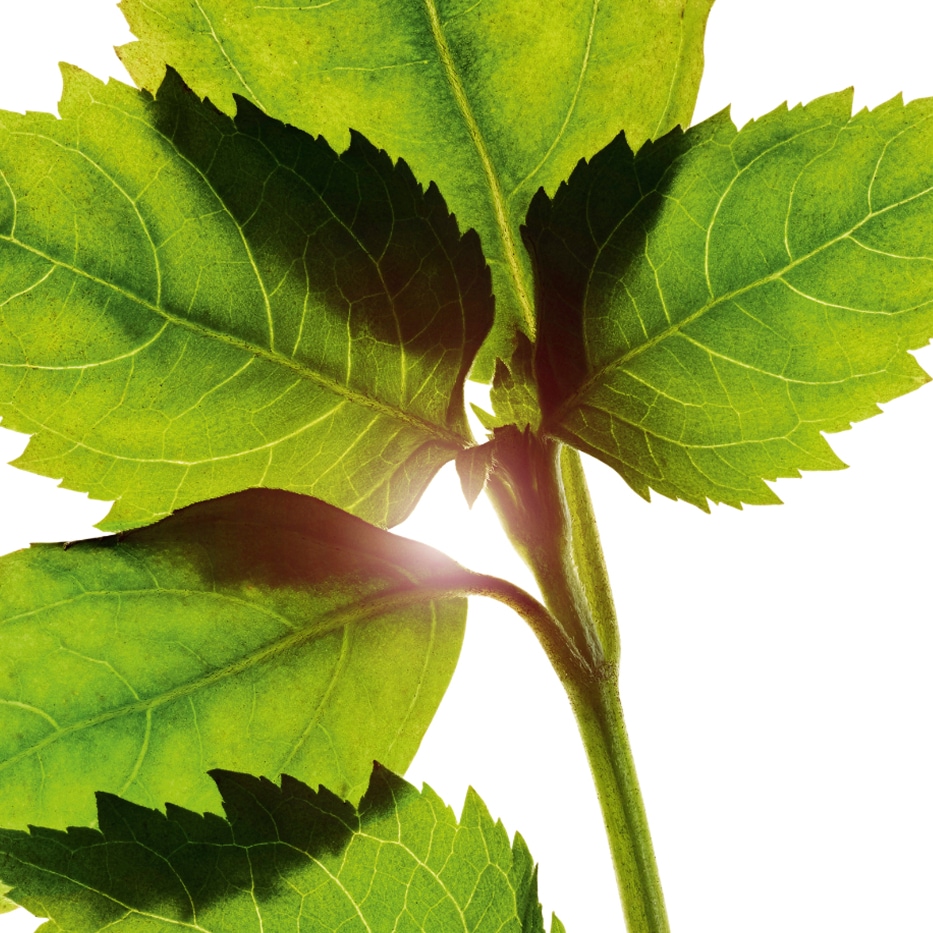 廣藿香-廣藿香精油-Pogostemon cablin oil