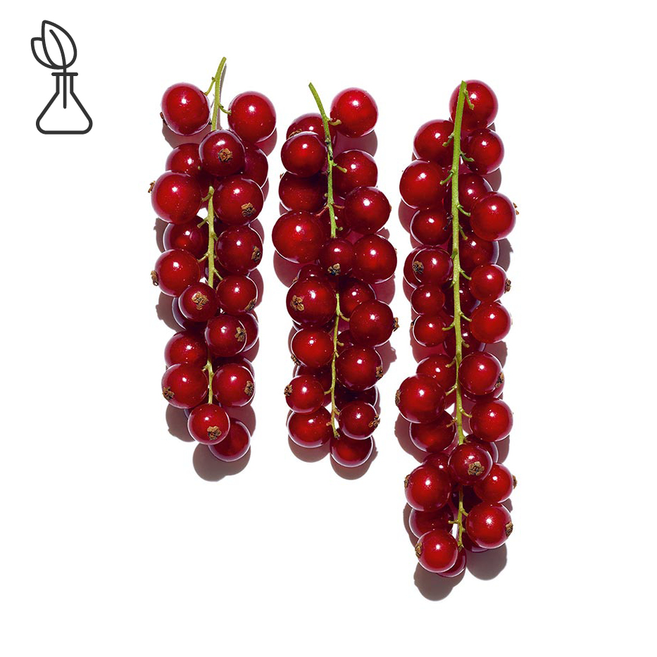紅加侖子-有機紅加侖子萃取-Ribes rubrum (currant) fruit extract