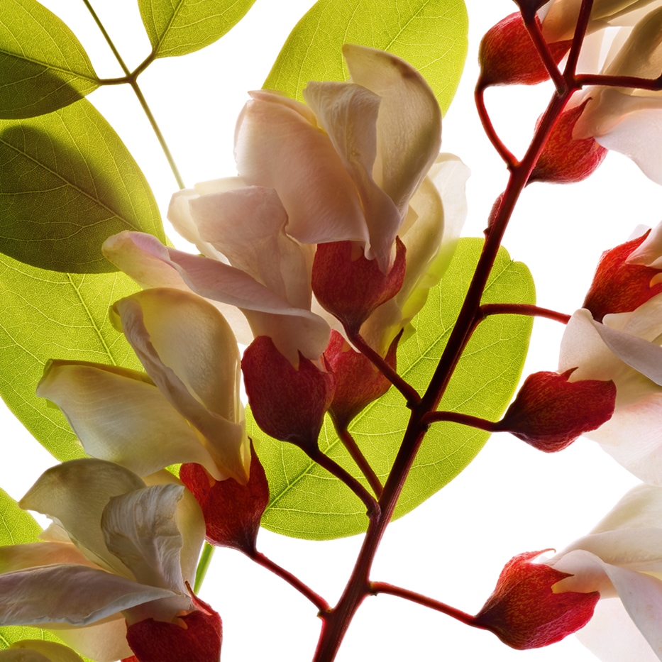 刺槐-刺槐花水-Robinia pseudoacacia flower extract