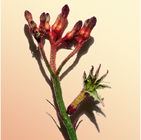 Kangaroo flower