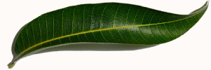 Leaf visual
