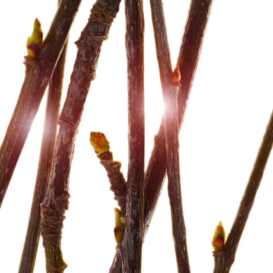 花楸樹-有機花楸樹芽萃取-Pyrus sorbus bud extract