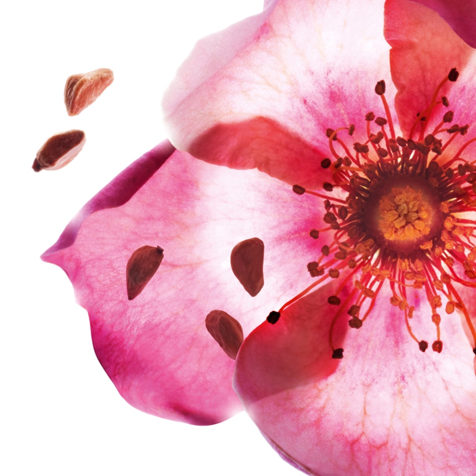 甜薔薇-有機甜薔薇油-Rosa rubiginosa seed oil