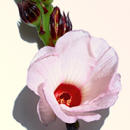 Hibiscus visual