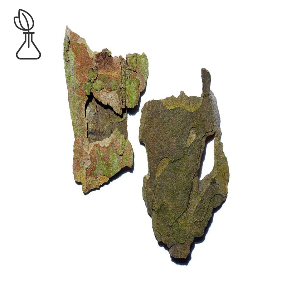 懸鈴木-懸鈴木萃取-Platanus occidentalis bark extract