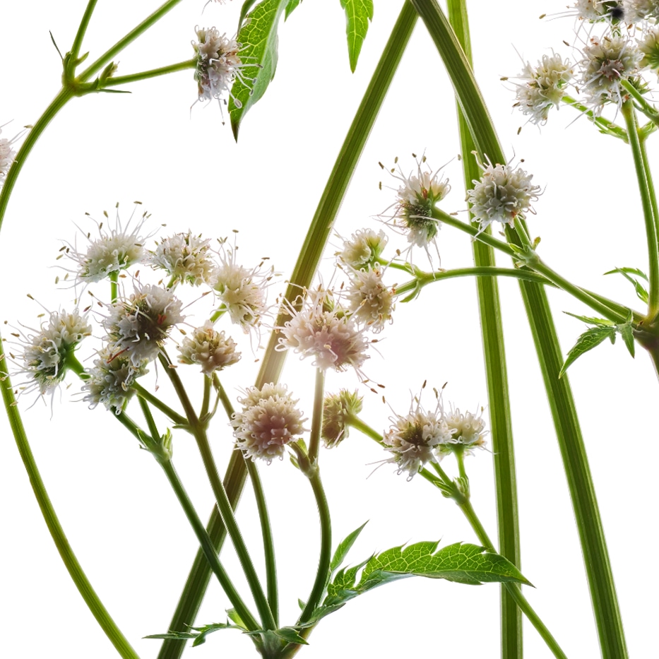 軟雀花-有機軟雀花萃取-Sanicula europaea extract