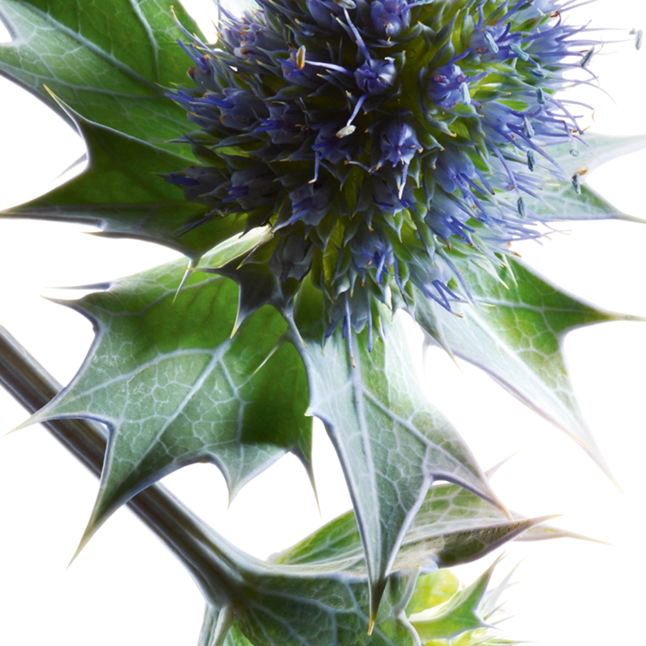 海冬青-海冬青萃取-Eryngium maritimum extract