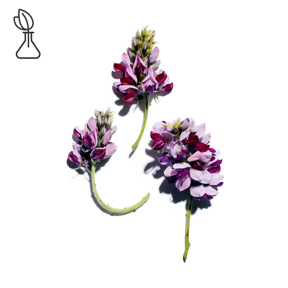 野葛-野葛萃取-Pueraria lobata root extract