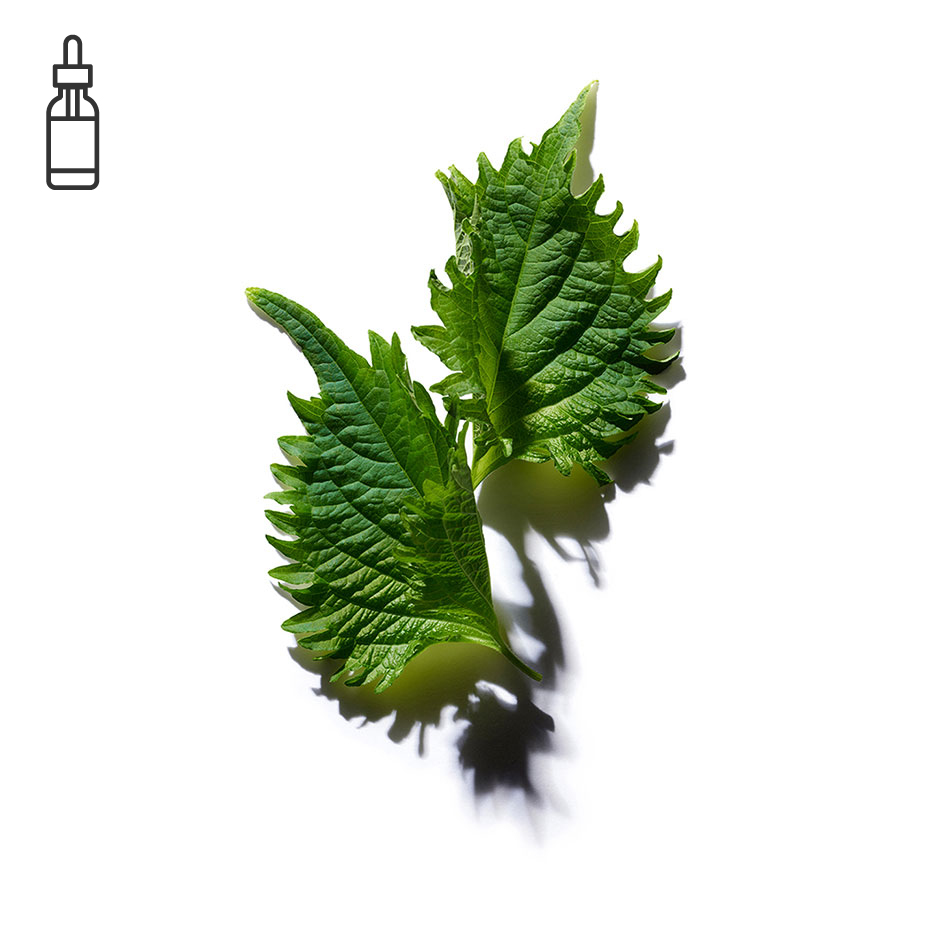 紫蘇-有機紫蘇油-Perilla ocymoides seed oil