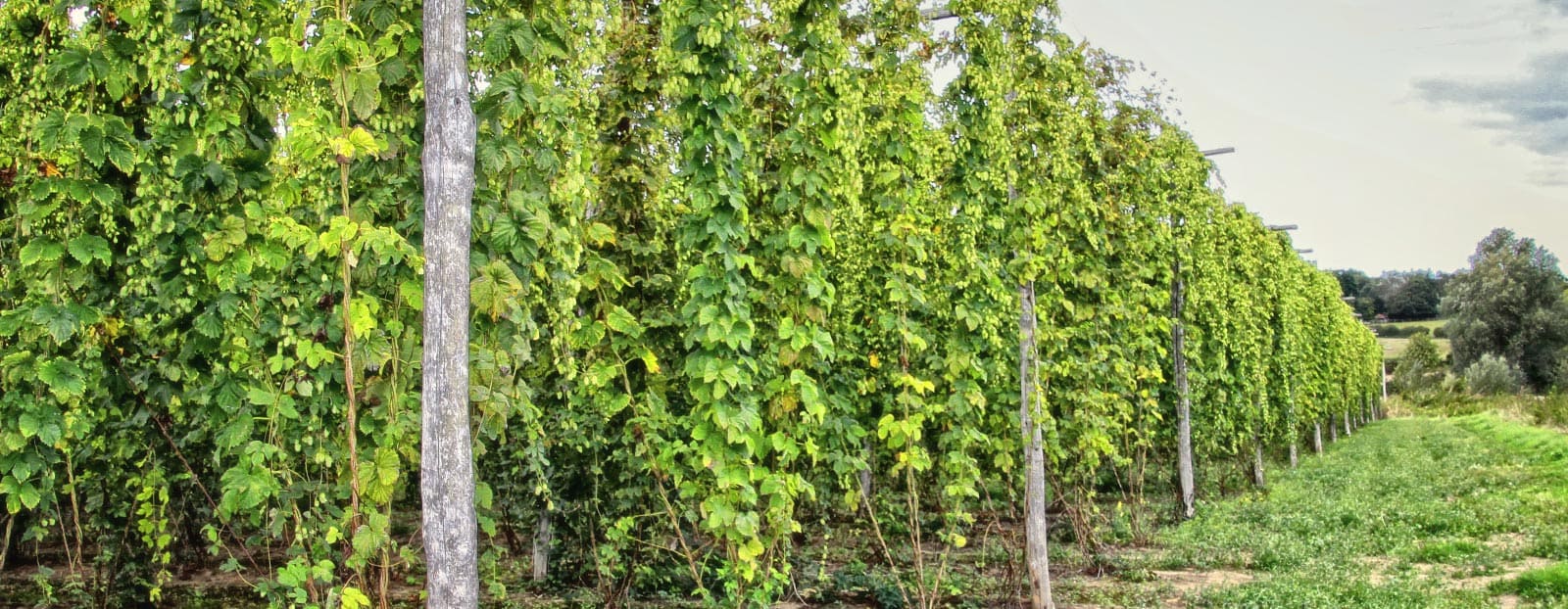 in ancient times, its young shoots were consumed like asparagus