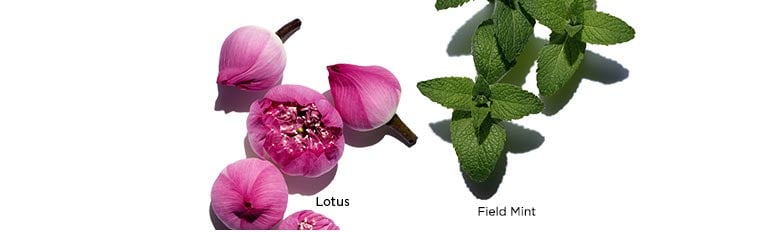 Visuals of Lotus, Chamomile, and Field Mint ingredients