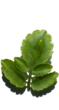 Organic Leaf of Life