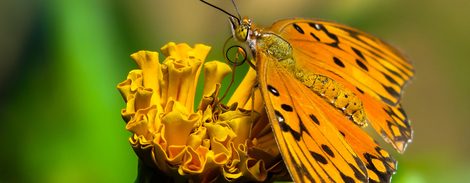 an exceptional flower!